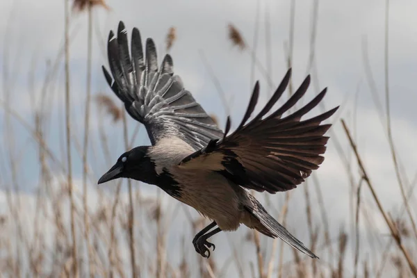 Flight Gloomy Bird Close Reeds Crow Flight Spread Wings — Foto Stock