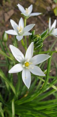 Güzel beyaz yıldız şeklindeki çiçek, yakın plan.