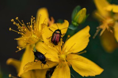 Yapraklarında renkli böcekler olan güzel sarı makro çiçekler.