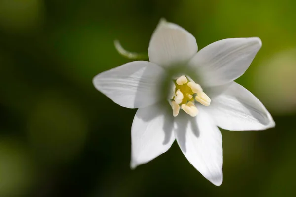 Beautiful White Star Shaped Flower Close — Zdjęcie stockowe