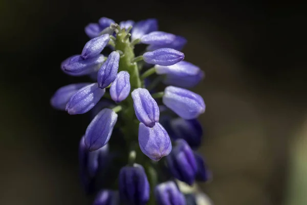 Makro Zdjęcie Purpurowego Kwiatu Zielonym Tle — Zdjęcie stockowe