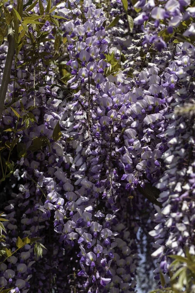 Wiele Małych Fioletowych Kwiatów Tle Błękitnego Nieba — Zdjęcie stockowe