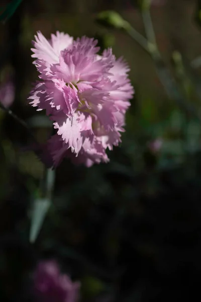 Pink Beautiful Flower Macro Photo Flower — Foto Stock