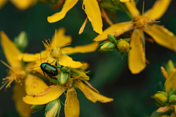 Krásné Žluté Makro Květiny Barevnými Brouky Okvětních Lístcích — Stock fotografie