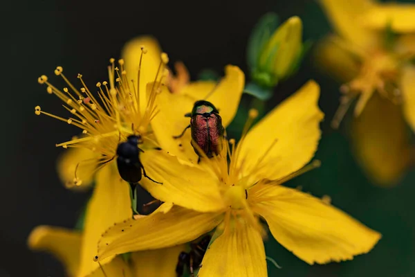 美丽的黄色大花 花瓣上有彩色甲虫 — 图库照片