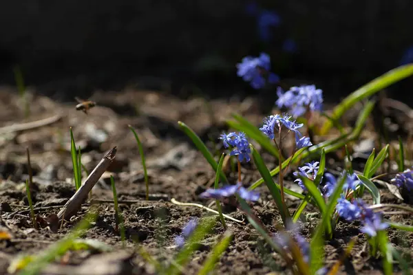 Blue Little Flowers Ground First Flowers Spring — Stockfoto