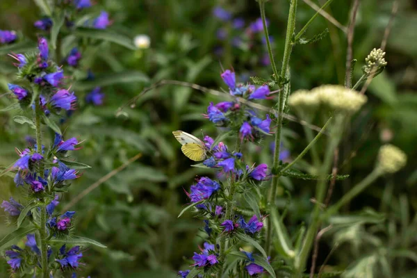 Blue Flowers Tall Bushes White Butterfly Them Green Background — ストック写真