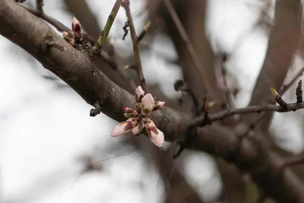 Vårblomstring Blomster Tre Hvite Blomster – stockfoto