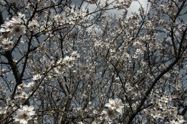 Tavasz Virágzó Virágok Egy Fán Fehér Virágok — Stock Fotó
