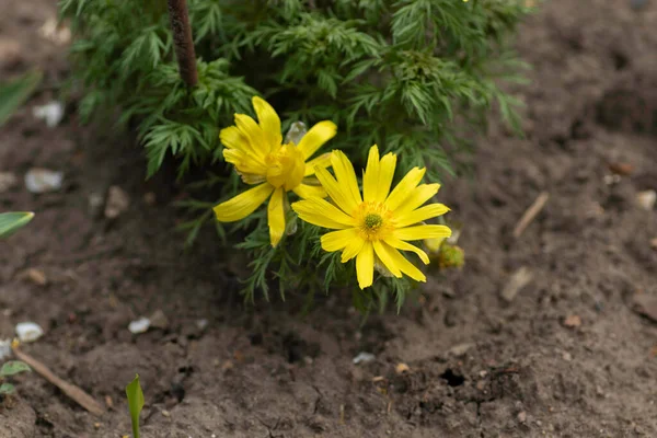 Piękne Żółte Kwiaty Wśród Zielonych Liści Ziemi — Zdjęcie stockowe