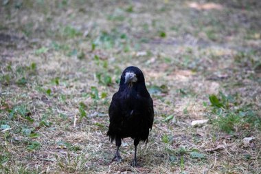 black gloomy bird posing in parks, crow portrait