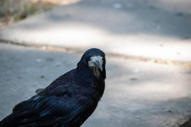 black gloomy bird posing in parks, crow portrait