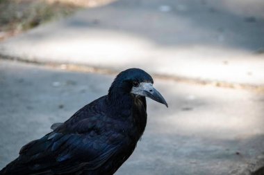 black gloomy bird posing in parks, crow portrait