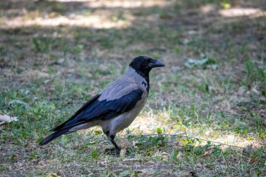 black gloomy bird posing in parks, portrait of a magpie