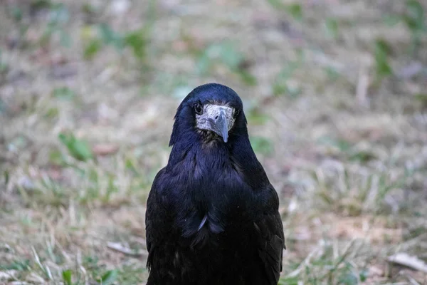 Black Gloomy Bird Posing Parks Crow Portrait —  Fotos de Stock