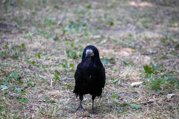 Black Gloomy Bird Posing Parks Crow Portrait — 图库照片