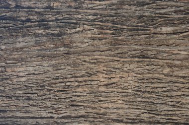 Arkaplan için ağaç kabuğu yakın plan dokusu