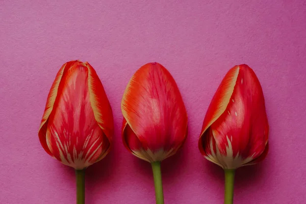 Drie rode tulpen op roze frisse achtergrond — Stockfoto