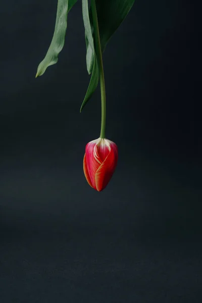 Spring wallpaper. red tulip upside down on black background — Stock Photo, Image