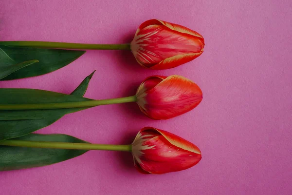 De lente. drie frisse rode tulpen op roze — Stockfoto