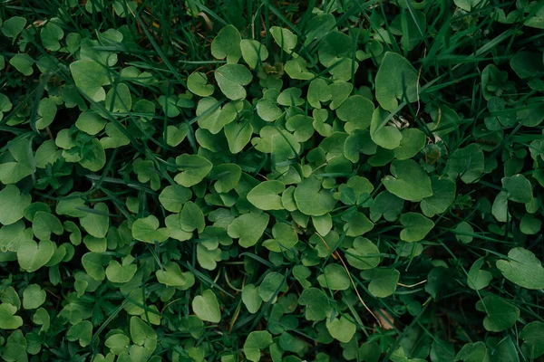 Ταπετσαρία. φυσικό υφή πράσινο φύλλα φόντο — Φωτογραφία Αρχείου