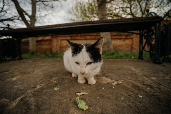 Cute little homeless cat eating leftovers — стоковое фото