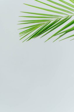 Egzotik bitki duvar kağıdı. Beyaz üzerinde Anka kuşu palmiyesi yaprağı. Yüksek kalite fotoğraf