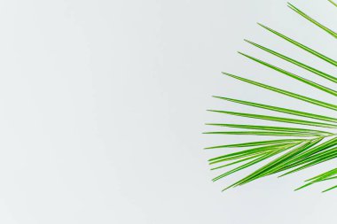 Egzotik bitki duvar kağıdı. Beyaz üzerinde Anka kuşu palmiyesi yaprağı. Yüksek kalite fotoğraf