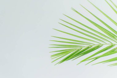 Egzotik bitki duvar kağıdı. Beyaz üzerinde Anka kuşu palmiyesi yaprağı. Yüksek kalite fotoğraf