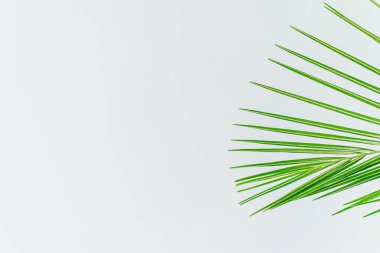 Egzotik bitki duvar kağıdı. Beyaz üzerinde Anka kuşu palmiyesi yaprağı. Yüksek kalite fotoğraf