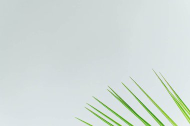 Egzotik bitki duvar kağıdı. Beyaz üzerinde Anka kuşu palmiyesi yaprağı. Yüksek kalite fotoğraf