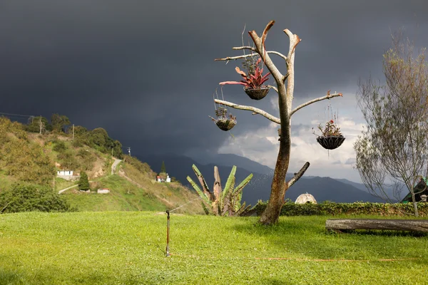 Einsamer Baum in den Bergen, colonia tovar, venezuela. — Stockfoto