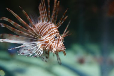 Balık pterois volitans
