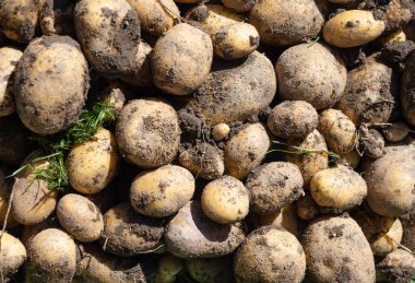 Yeni toplanmış kirli patates yığını - Solanum tuberosum. Tam kare. Ev yapımı bahçedeki topraktan patates kökü topluyorum. Organik tarım, sağlıklı yiyecekler, BIO videoları, doğa konseptine dönüş..