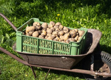 Yeni toplanmış kirli patates yığını. El arabasındaki plastik kutuda Solanum tüberosum. Ev yapımı bahçede patates kökü topluyorum. Organik tarım, sağlıklı yiyecekler, BIO videoları, doğa konseptine dönüş..