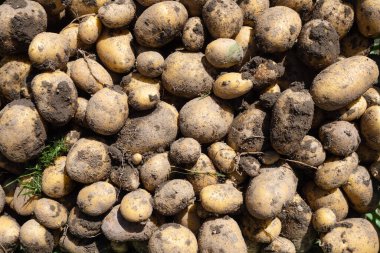 Yeni toplanmış kirli patates yığını - Solanum tuberosum. Tam kare. Ev yapımı bahçedeki topraktan patates kökü topluyorum. Organik tarım, sağlıklı yiyecekler, BIO videoları, doğa konseptine dönüş..