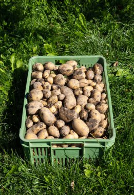 Yeni toplanmış kirli patates yığını - çimlerin üzerinde plastik kutuda Solanum tüberosum. Ev yapımı bahçede patates kökü topluyorum. Organik tarım, sağlıklı yiyecekler, BIO videoları, doğa konseptine dönüş..