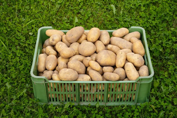 Pile Newly Harvested Washed Potatoes Solanum Tuberosum Plastic Box Grass — Stock Photo, Image