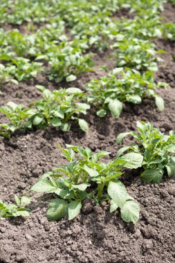 Yeşil patates bitkileri (Solanum tuberosum) kahverengi topraklarda bahçede yetişir. Kapatın. Organik tarım, sağlıklı yiyecekler, BIO videoları, doğa konseptine dönüş..