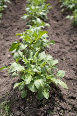 Yeşil patates bitkileri (Solanum tuberosum) kahverengi topraklarda bahçede yetişir. Kapatın. Organik tarım, sağlıklı yiyecekler, BIO videoları, doğa konseptine dönüş..