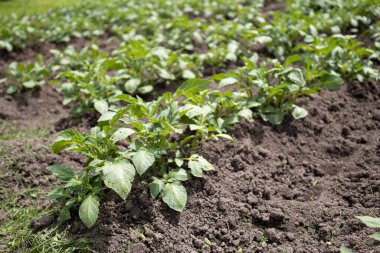 Yeşil patates bitkileri (Solanum tuberosum) kahverengi topraklarda bahçede yetişir. Kapatın. Organik tarım, sağlıklı yiyecekler, BIO videoları, doğa konseptine dönüş..