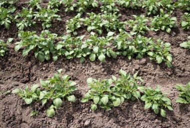 Yeşil patates bitkileri (Solanum tuberosum) kahverengi topraklarda bahçede yetişir. Kapatın. Organik tarım, sağlıklı yiyecekler, BIO videoları, doğa konseptine dönüş..