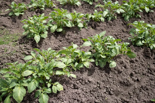 Plantas Verdes Papa Joven Solanum Tuberosum Hilera Que Crecen Jardín — Foto de Stock