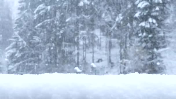 Близнецы Сильная Снежная Буря Video Падающие Снежинки Лесах Горизонтальный Сугроб — стоковое видео