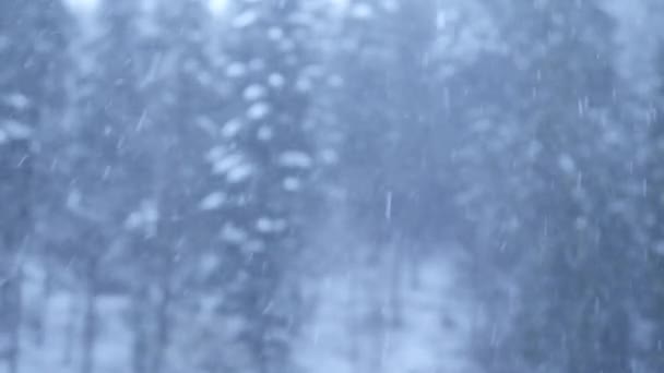 Blizzard Dettaglio Heavy Snow Storm Video Fiocchi Neve Che Cadono — Video Stock