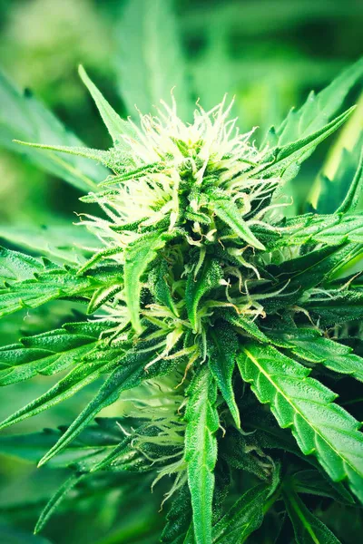 Reife Cannabispflanze Nordlicht Blühende Weibliche Marihuana Blüten Und Blätter Die — Stockfoto