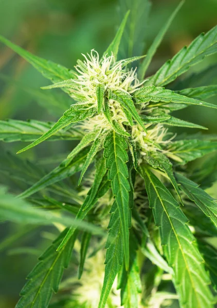 Reife Cannabispflanze Nordlicht Blühende Weibliche Marihuana Blüten Und Blätter Die — Stockfoto