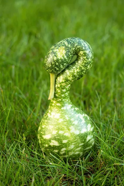 Ripe Green Swan Squash Grass Lawn Fresh Harvested Decorative Pumpkin — Stock Photo, Image