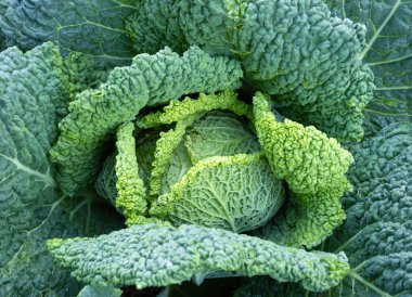 Taze olgunlaşmış savoy lahanası (Brassica oleracea sabauda) ve ev yapımı bahçede yetişen yaprakların detayları. Yakın plan. Organik tarım, sağlıklı yiyecekler, BIO videoları, doğa konseptine dönüş..