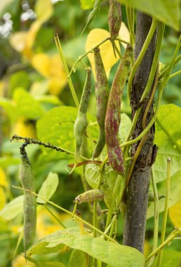 Çiftlikte yetişen olgun fasulye tohumları. Ev yapımı bahçede olgunlaşan bir sürü kayısı bitkisi (Phaseolus vulgaris) olan çalılar. Organik tarım, sağlıklı yiyecekler, BIO videoları, doğa konseptine dönüş..